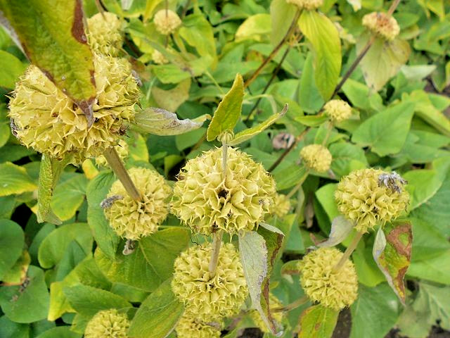 bright yellow phlomis 50 seeds Jerusalem sage, phlomis russeliana