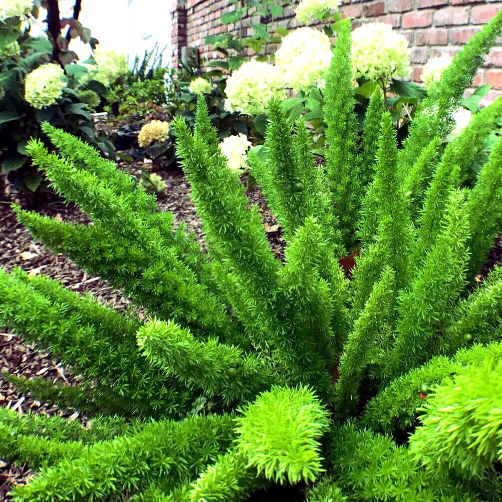 10 ASPARAGUS FOXTAIL FERN Seeds Myers Houseplant Tropical Flower Garden RARE!