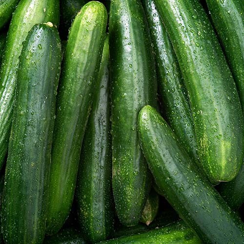 Marketer Cucumber Seeds 50+ Vegetable Garden HEIRLOOM NON-GMO US FREE SHIPPING