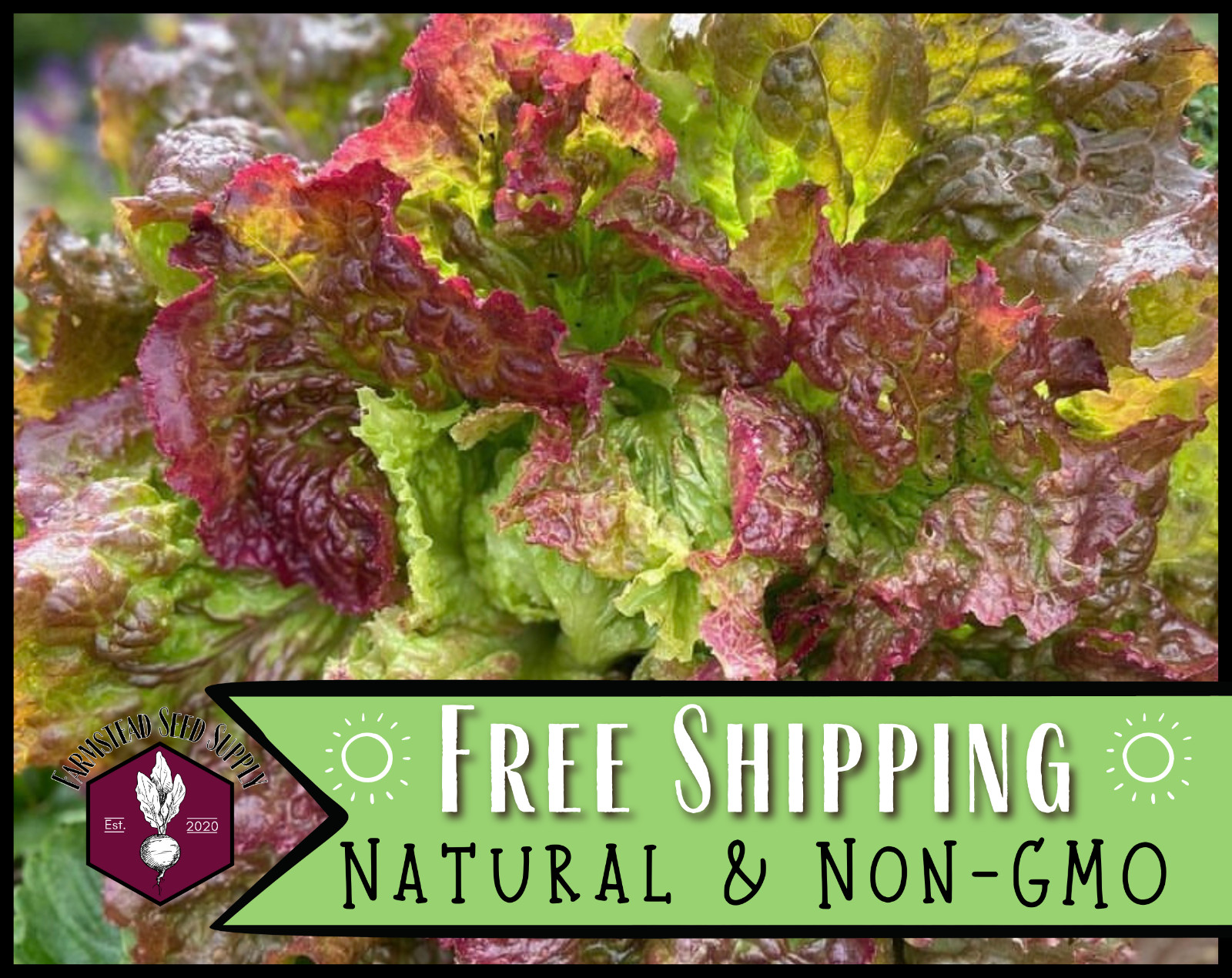 5000+ Lettuce Seeds [Prizehead] Vegetable Gardening, Heirloom, Non-GMO, USA