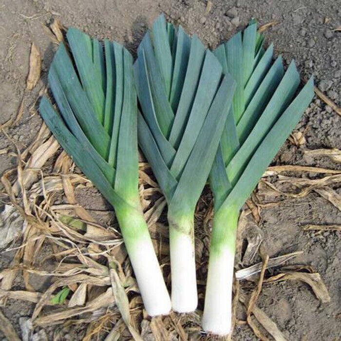 SCARBOROUGH SEEDS LARGE AMERICAN FLAG LEEK 500 SEEDS HEIRLOOM | NON-GMO | USA