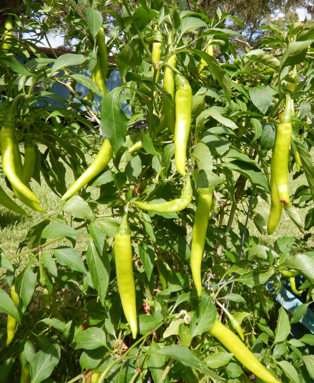 SINIGANG GREEN FINGER SILI HABA PEPPER SEEDS FILIPINO PHILIPPINES 25 PER PACK 