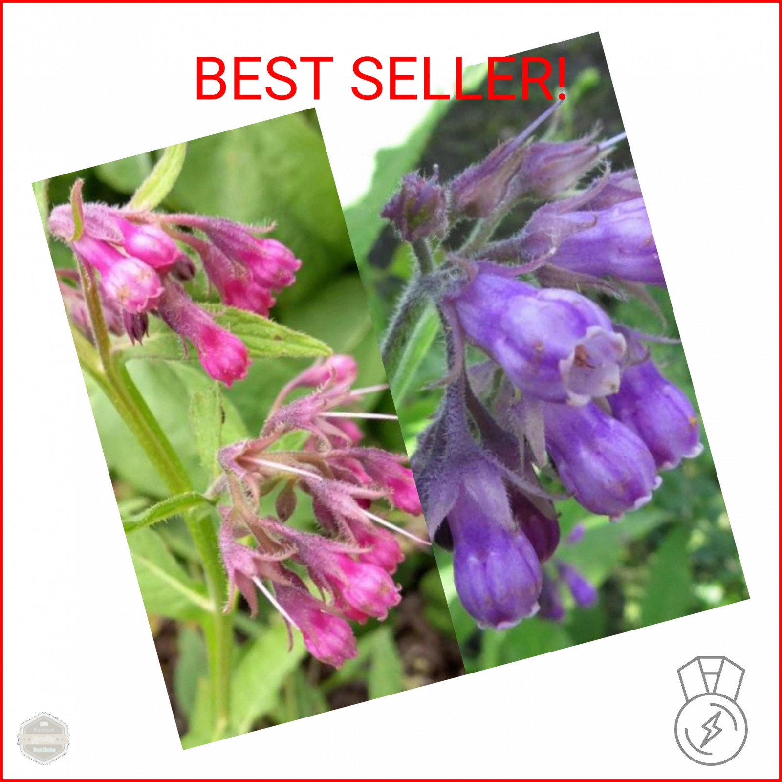100 Symphytum Officinale Comfrey Seeds – Perennial Symphytum Officinale Comfrey