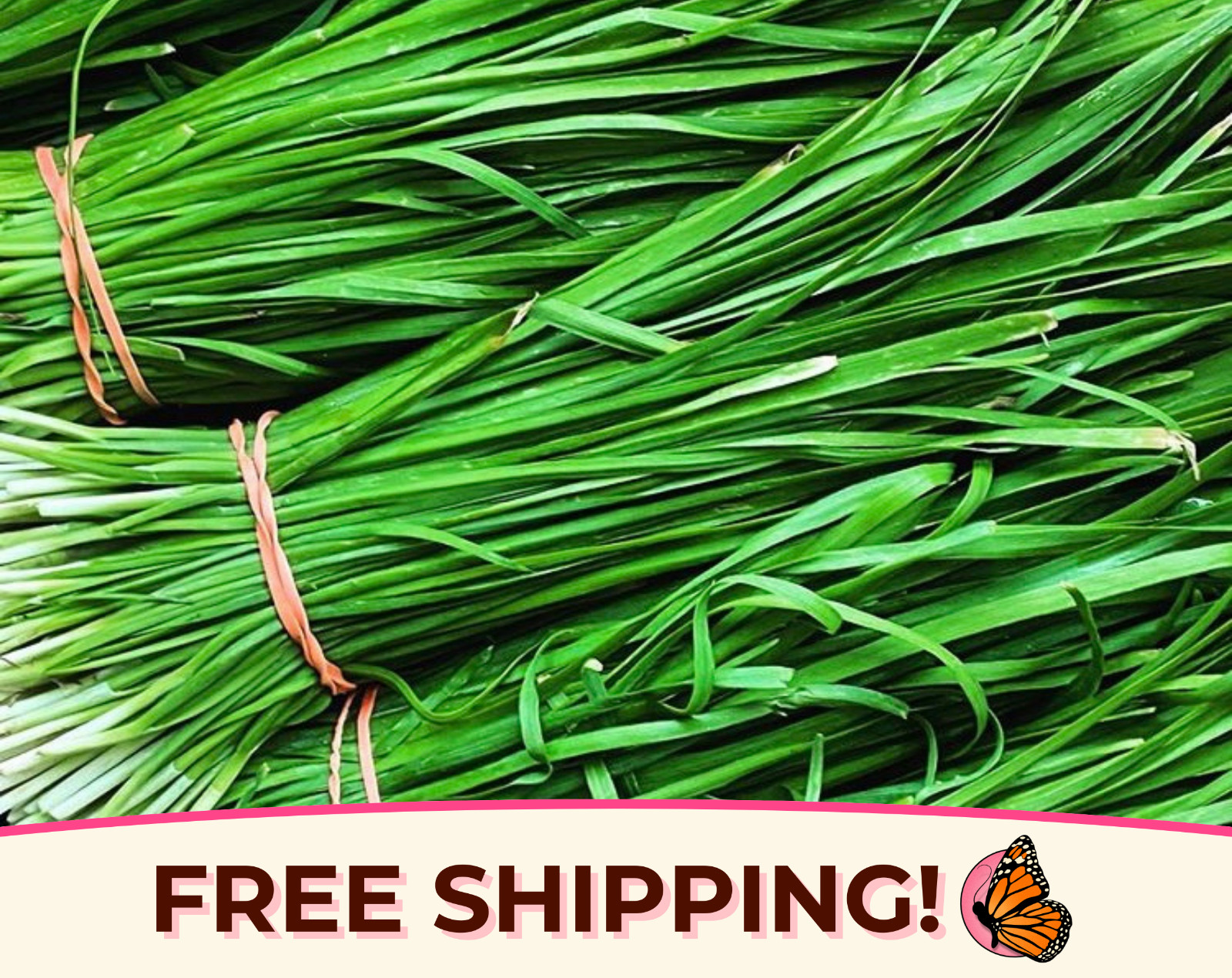 650+ Garlic Chive Seeds | Heirloom, Non-GMO, Vegetable & Herb Gardening Seed