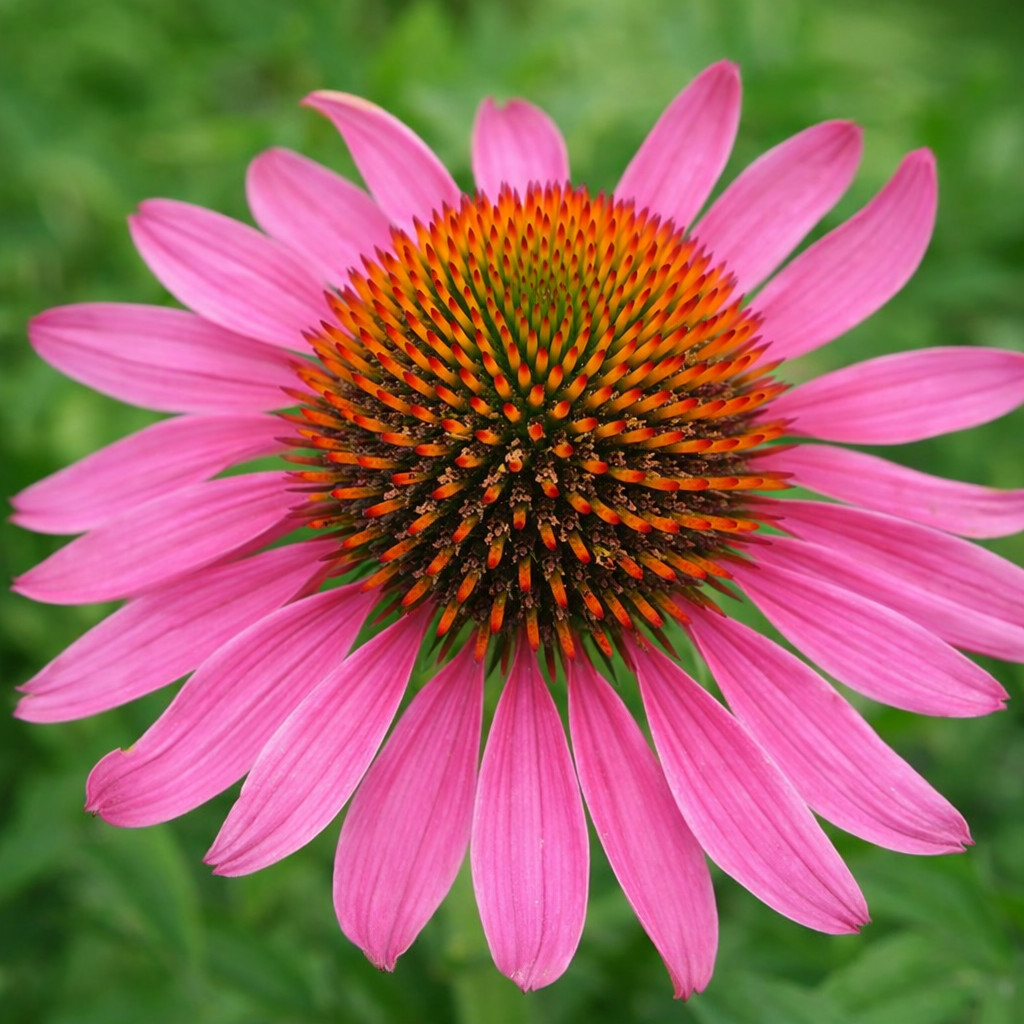 400+ ECHINACEA PURPLE RED CONE SEEDS AUTUMN PERENNIAL WILDFLOWER BEES FLOWER USA