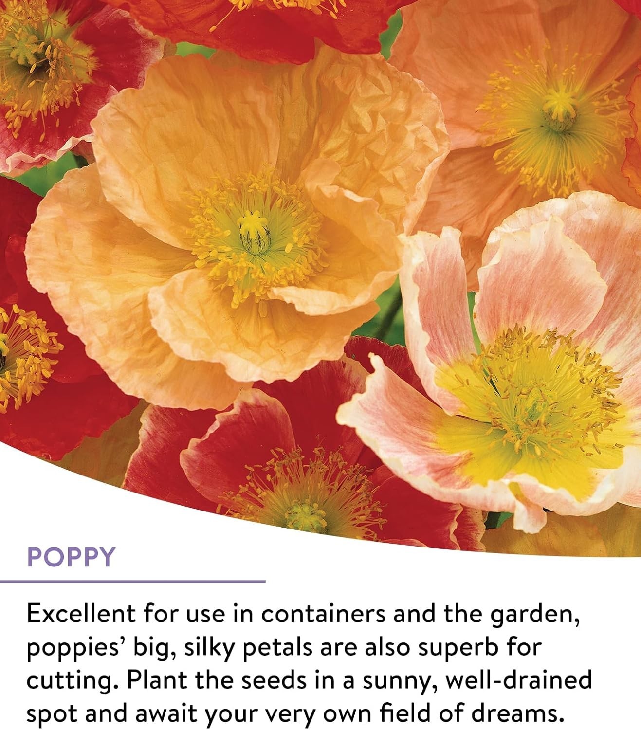 Burpee Wildflower 25,000 Bulk, 1 Bag, 18 Varieties of Non-Gmo Flower Seeds Polli