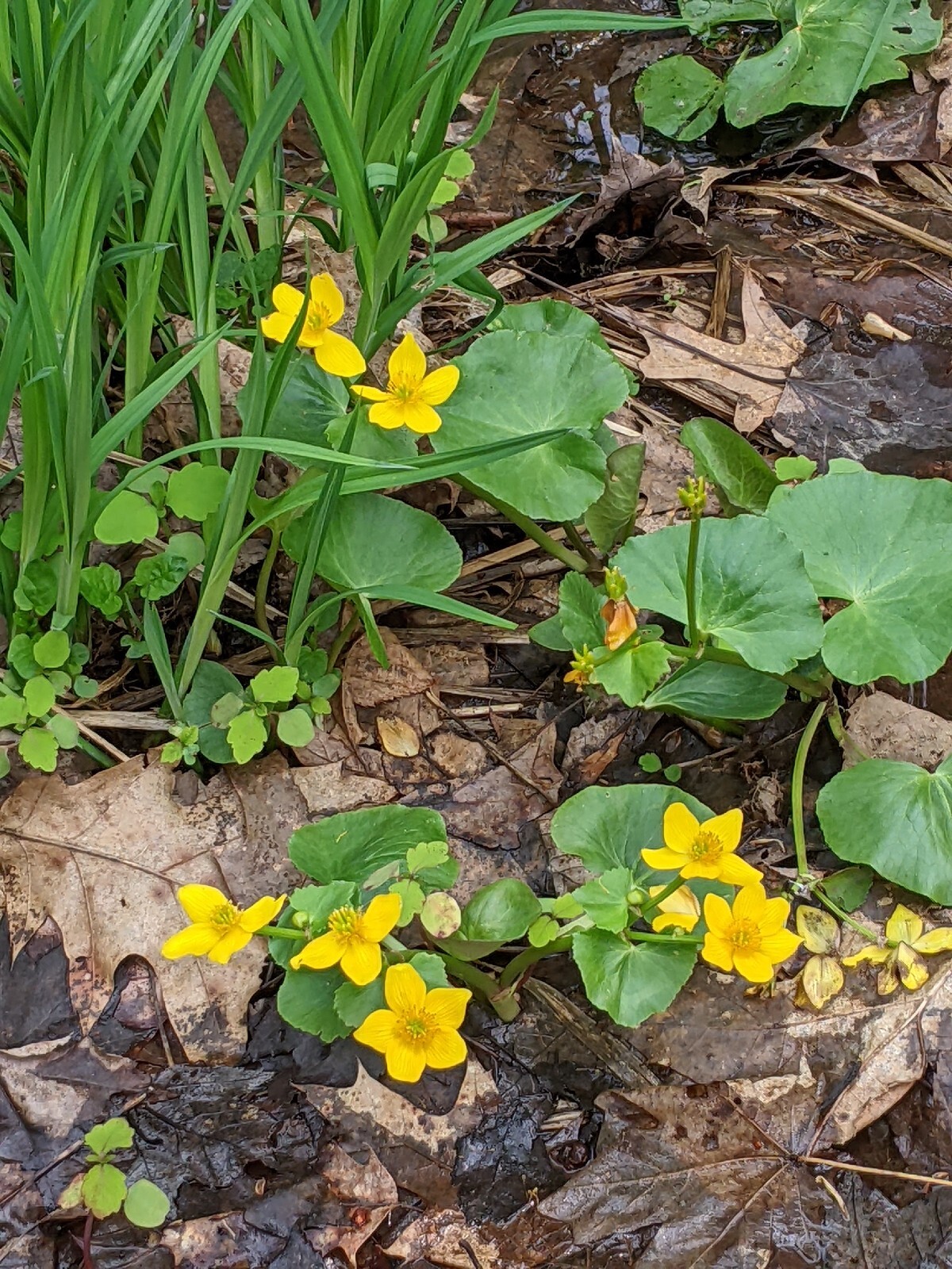 20 Perennial Marsh Marigold wildflower seeds zone 3-9