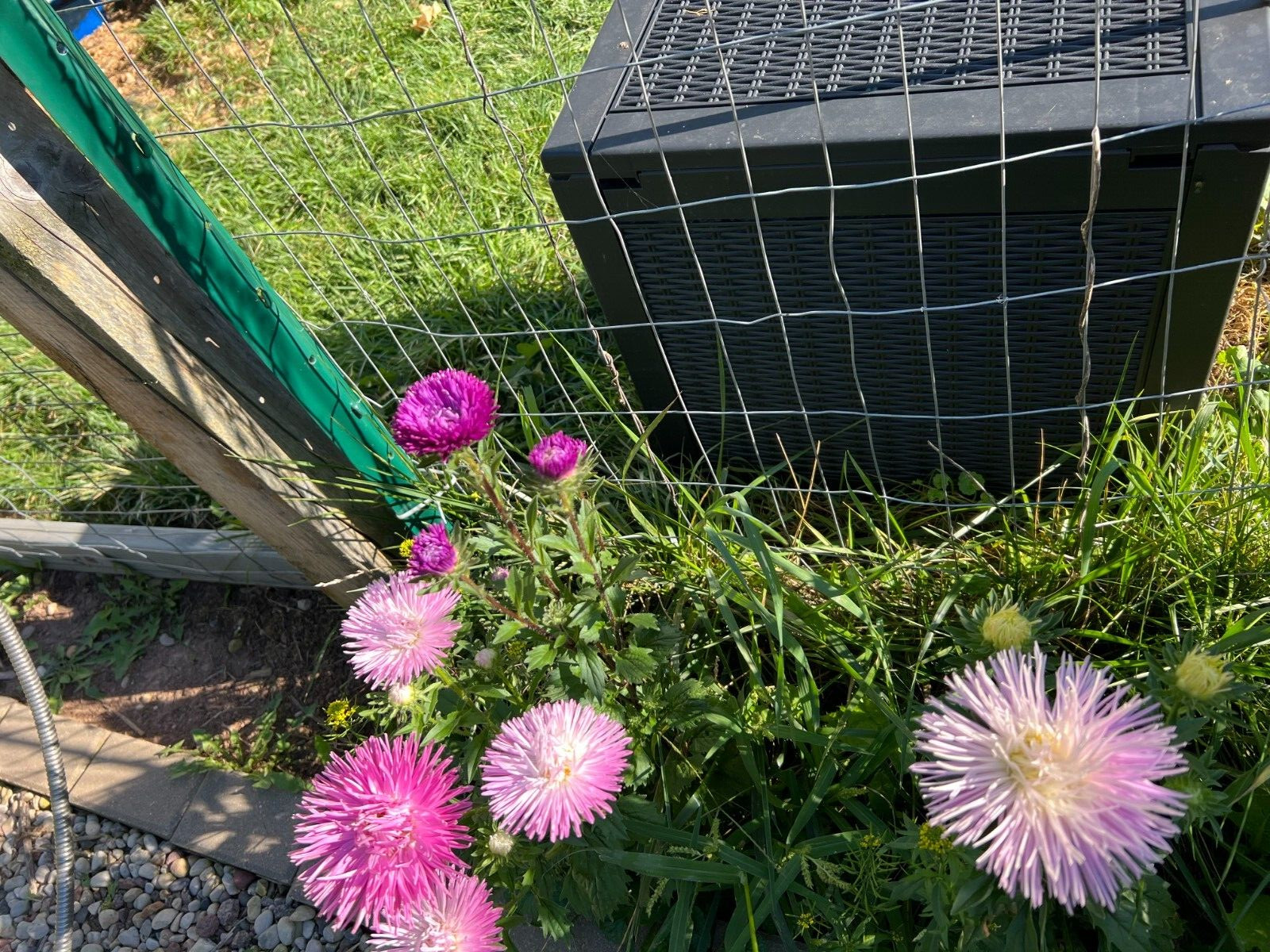 100 Count Aster Flower Mix – NON-GMO/Heirloom – Free Shipping
