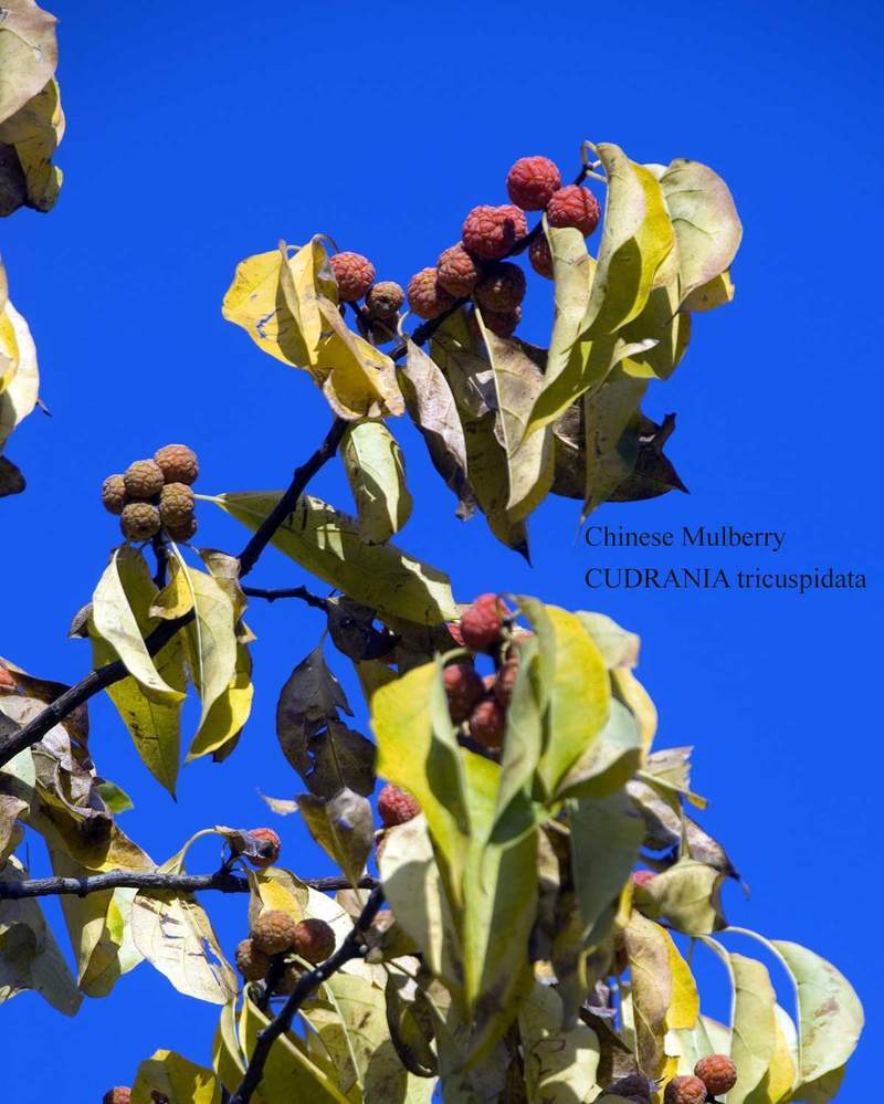 1-1000 PCS Chinese Mulberry Silkworm Tree Seeds Melon Berry Fruit Flower 0182