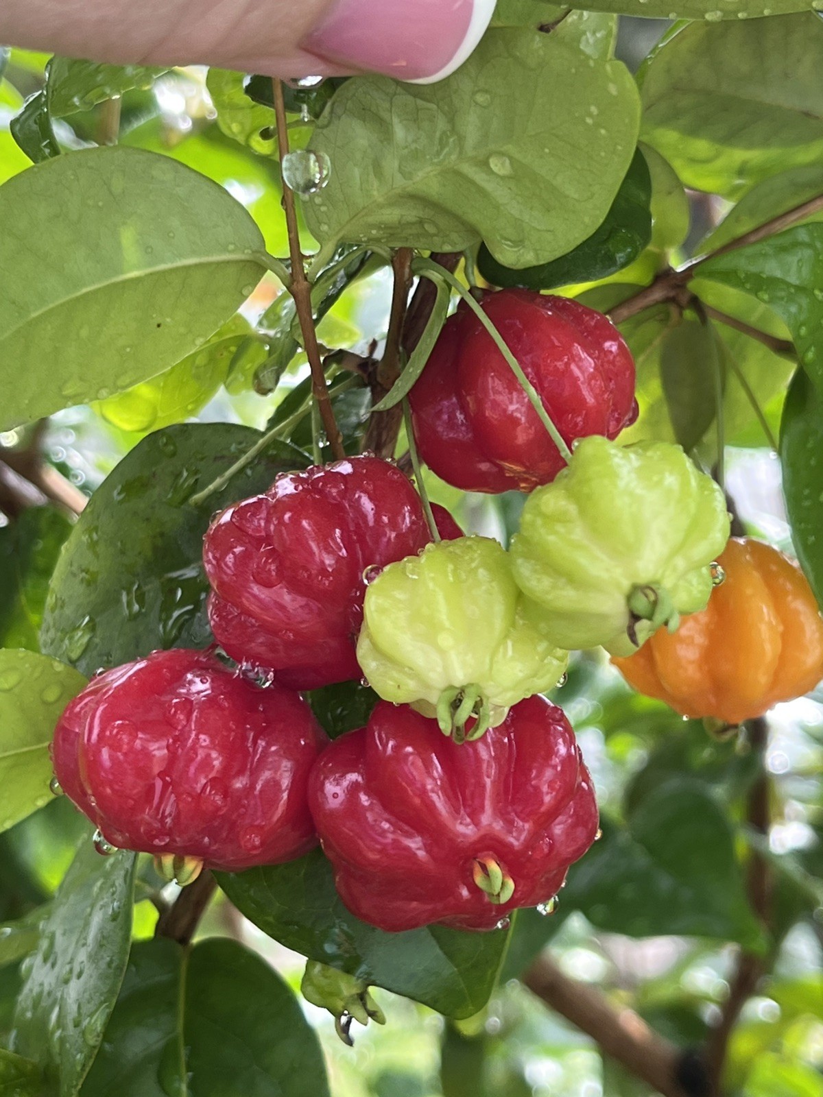 20 FRESH BLACK SURINAM CHERRY SEEDS – UNIFLORA – BEST SELLER!