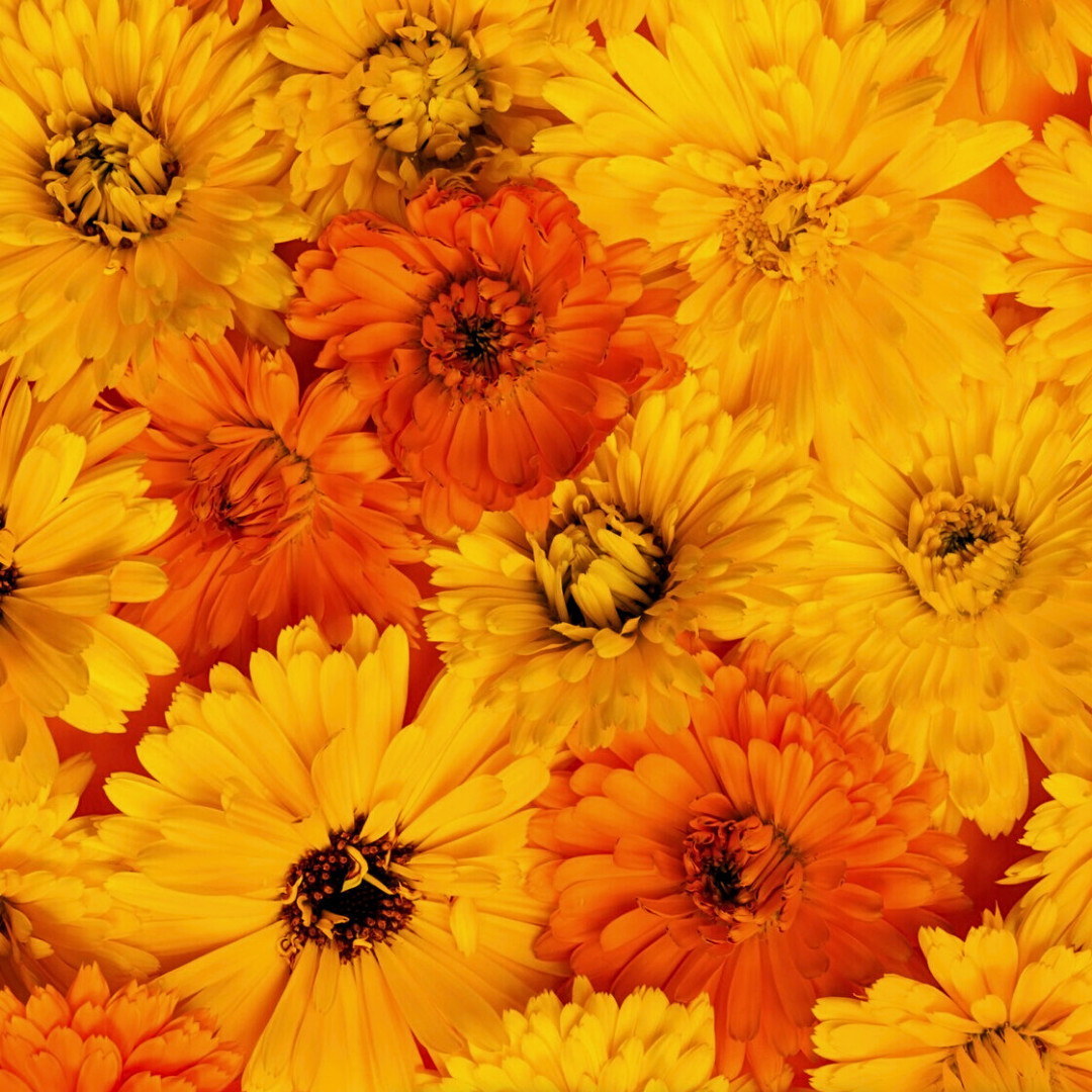 Fresh Premium Pacific Beauty Calendula Seeds | Heirloom Non-GMO | Flower Seeds
