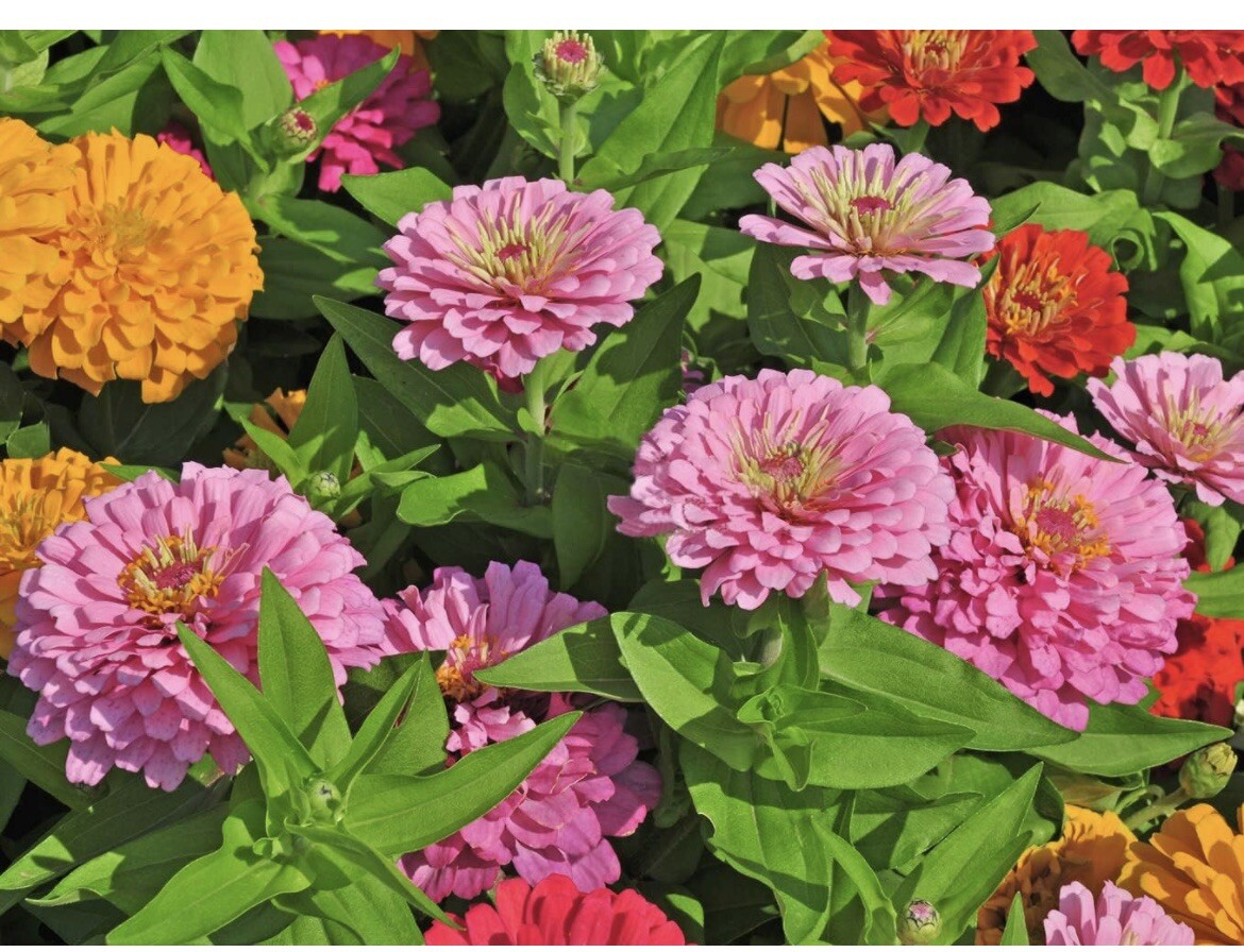 3500 Mixed Zinnia Seeds Flower Garden Big Bright Beautiful Variety