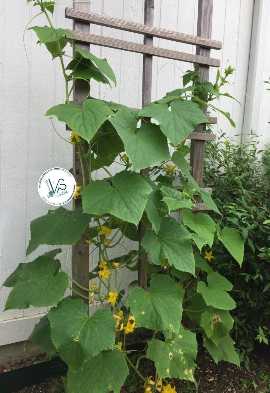 (20 PCS) F1 CUCUMBER SEEDS, DƯA LEO LAI F1 | 98% GERMINATION |
