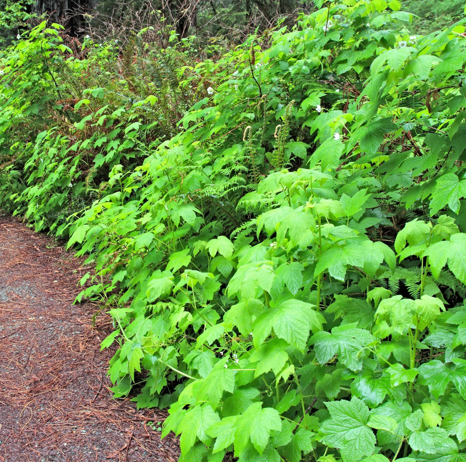 50 THIMBLEBERRY Rubus Parviflorus Red Berry Fruit Native Sun Shade Shrub Seeds