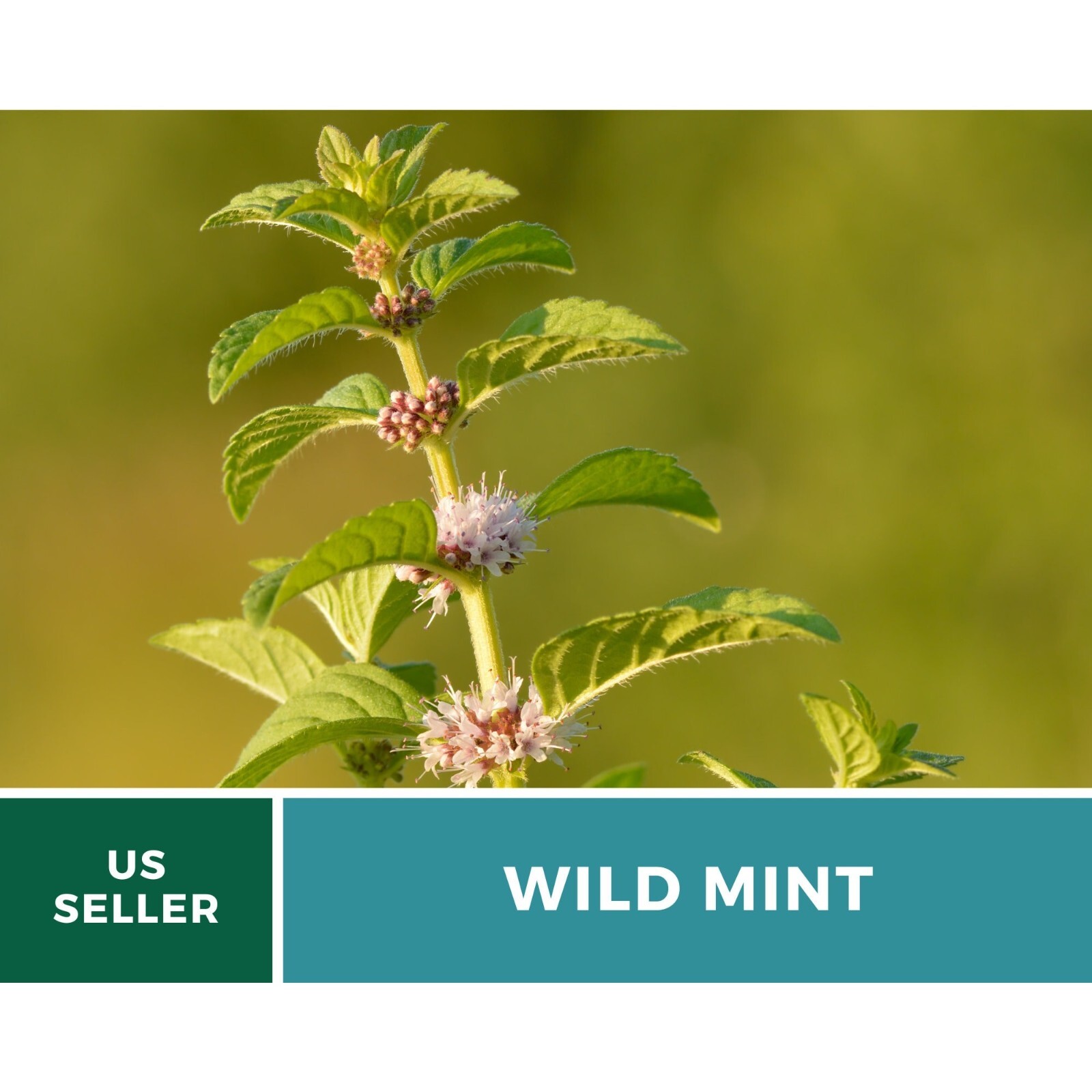 Mint, Wild (Corn Mint) seeds – Heirloom Herb (Mentha arvensis) – Aromatic and Re
