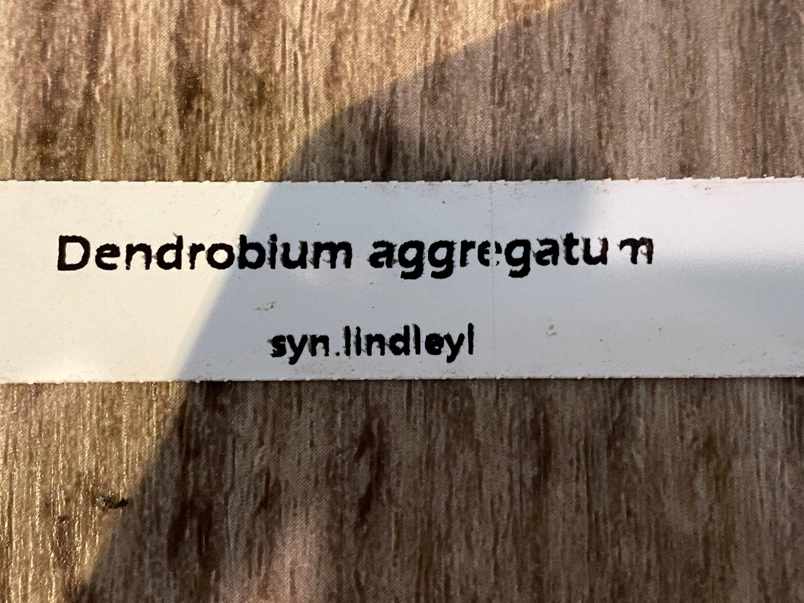 Fragrant – Dendrobium aggregatum (syn. lindleyi) (3.5” pot)