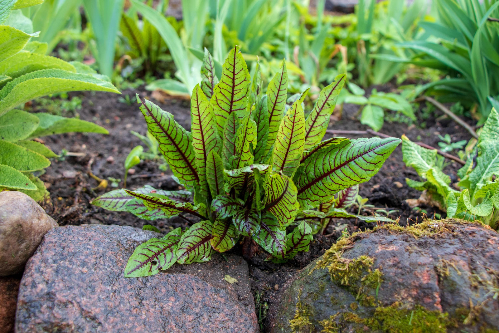 Red Veined Sorrel Seeds, Colorful Salad Greens, Fast Shipping, Tracking Included