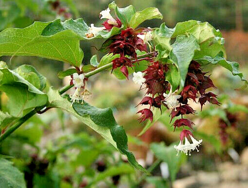 BULK, Himalayan Honeysuckle bush 1000 seeds hardy perennial, mariesgreengarden