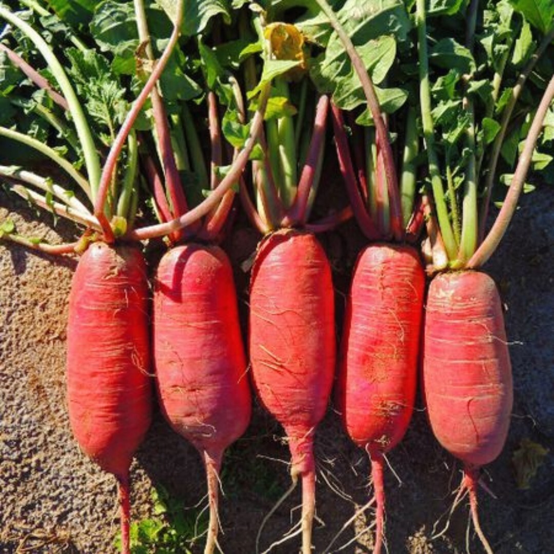 100+ China rose Radish Seeds | NON-GMO | Heirloom | Fresh Garden Seeds