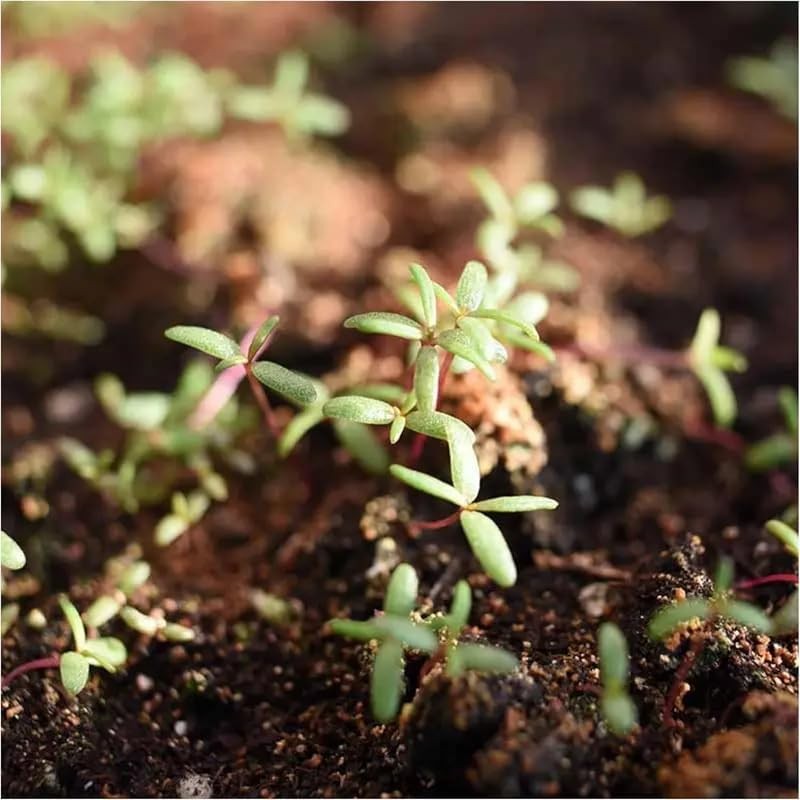 20,000+ Moss Rose Seeds (Portulaca Grandiflora) – Mixed Color Perennial Ground C