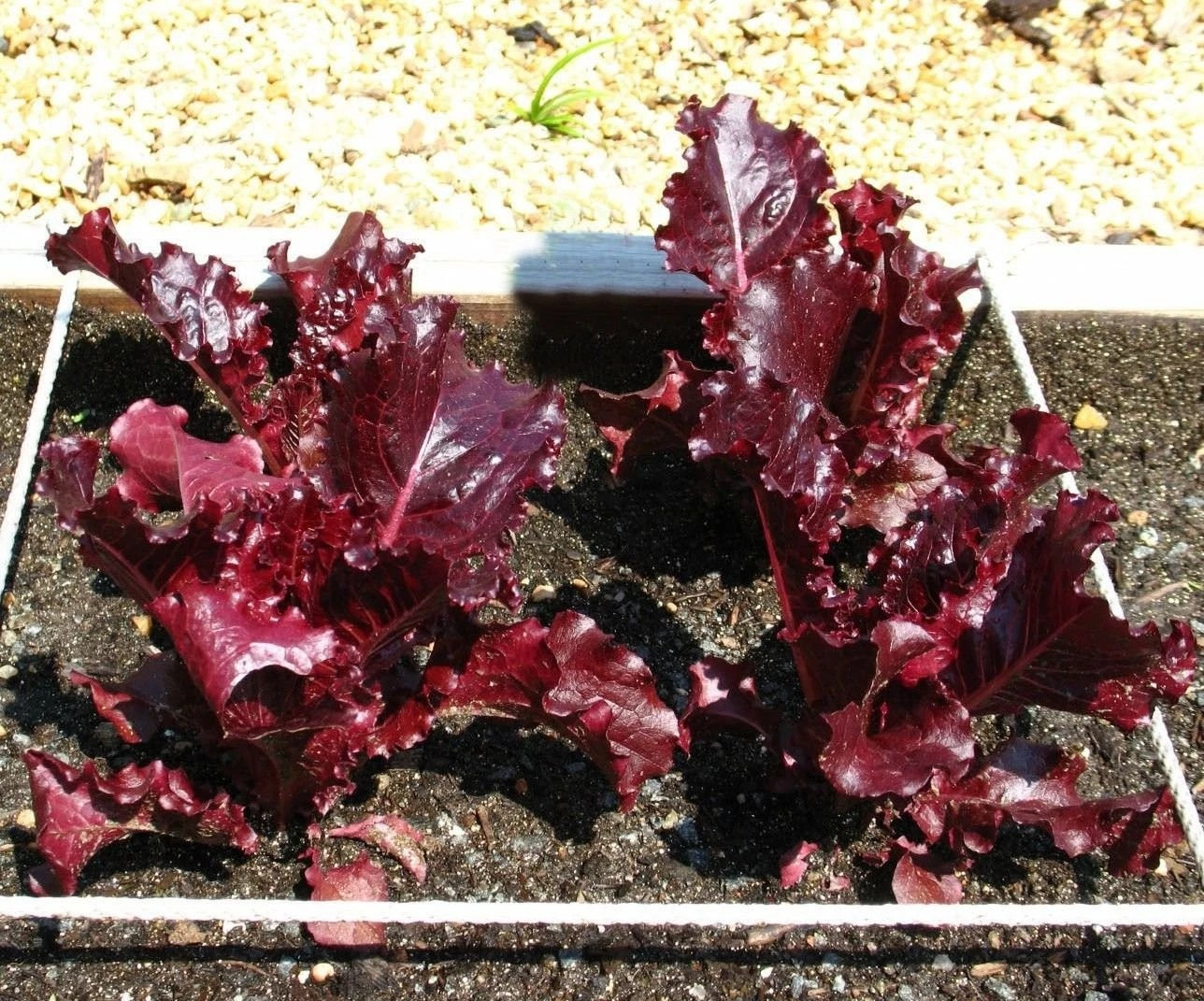 1000+ Super Red Romaine Lettuce Seeds ————- RARE