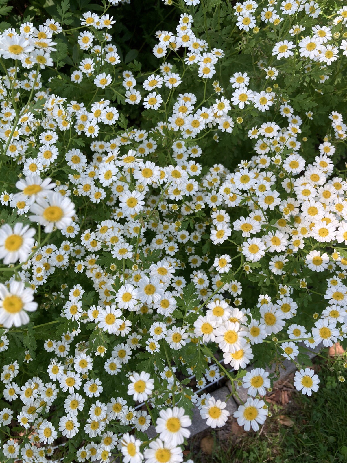 None GMO Feverfew Seeds – 100-200 Seeds – New Seed