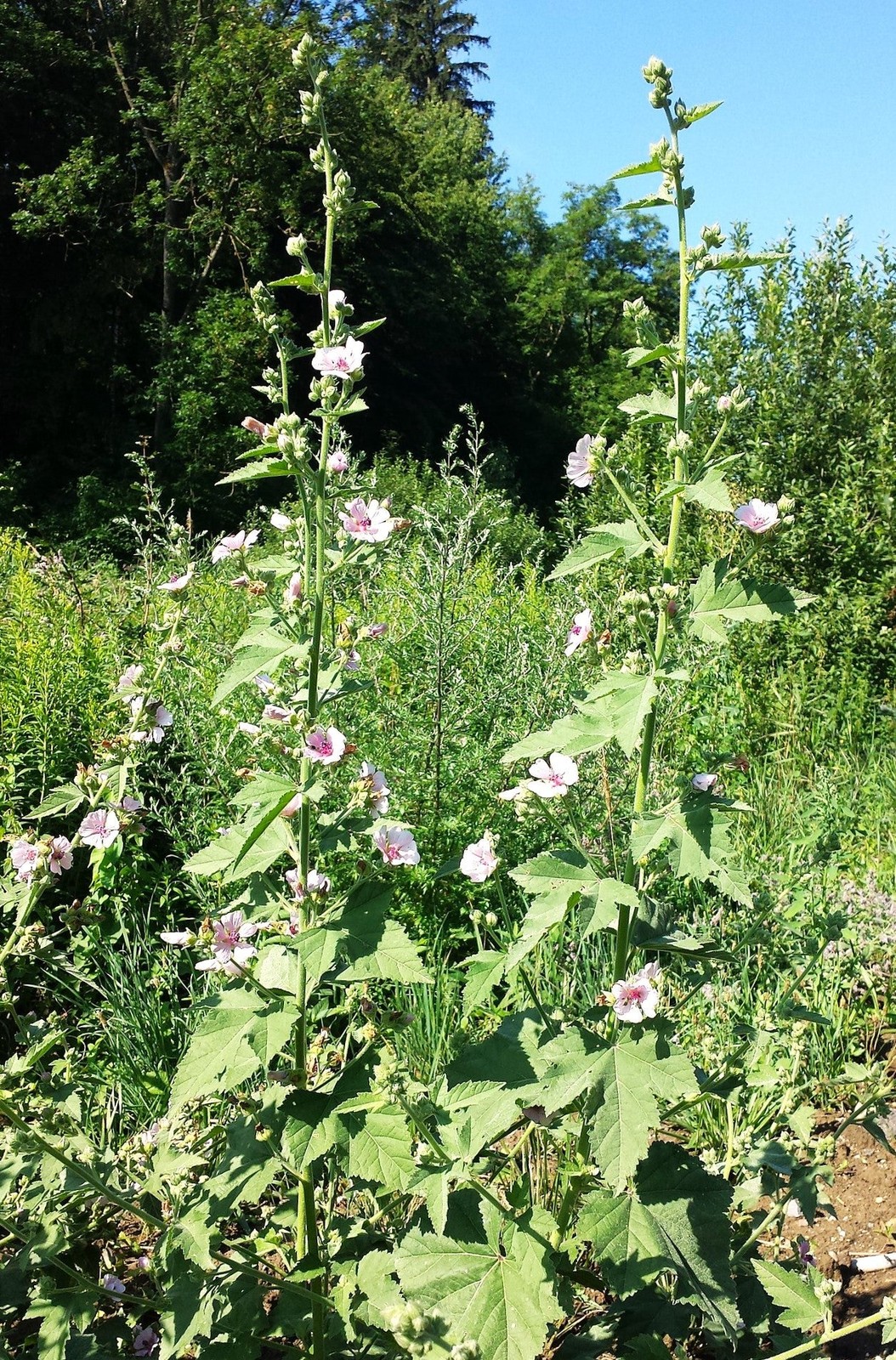 Marshmallow Plant Seeds – For 2025 Planting Medicinal Marsh Mallow Flower Rose