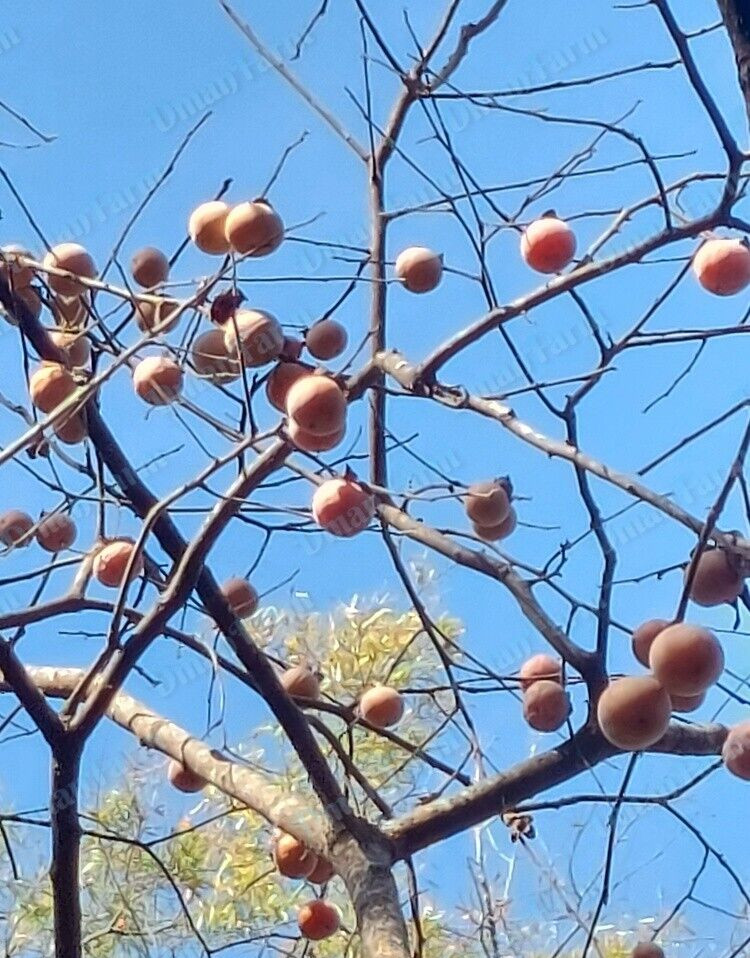40 American Native Persimmon Tree STRATIFIED Seeds – Diospyros Virginiana