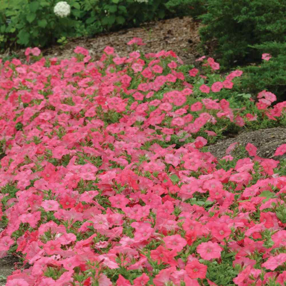 30 Seeds Easy Wave Spreading Petunia Coral Reef Flower Seeds