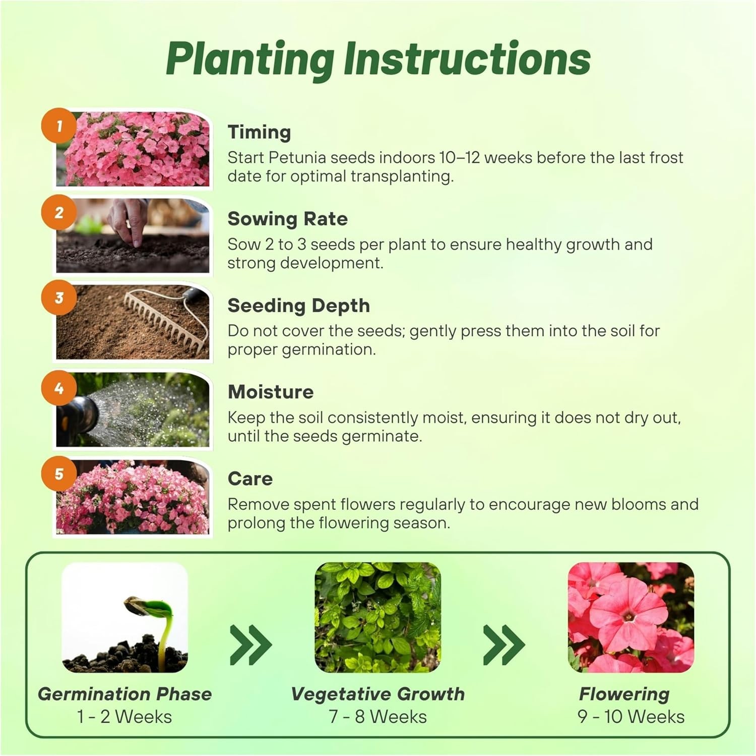 30 Seeds Easy Wave Spreading Petunia Coral Reef Flower Seeds