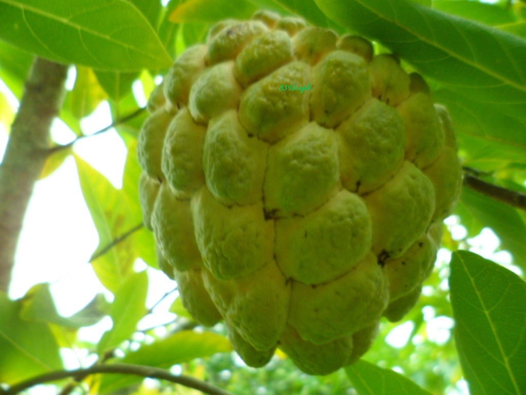 (2022) 10 SEEDS- Organic Sugar-Apple Annona Squamosa Seeds Tropical Plant