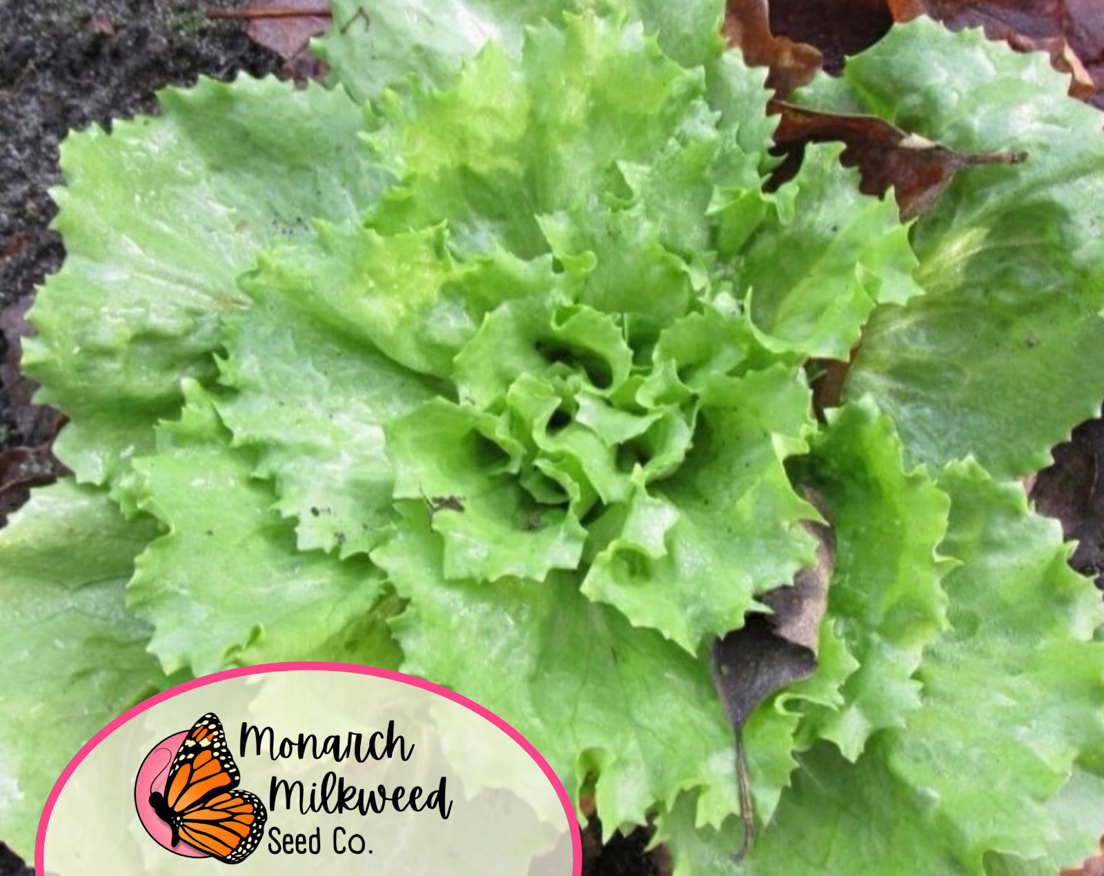 2900+ Endive Seeds ‘Broadleaf Batavian’ | Heirloom, Non-GMO, Vegetable Gardening