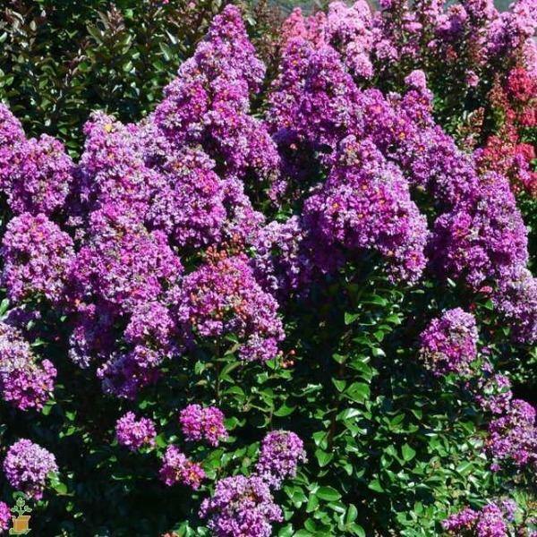 Lagerstroemia indica Catawba | Crape Myrtle | 20 Seeds