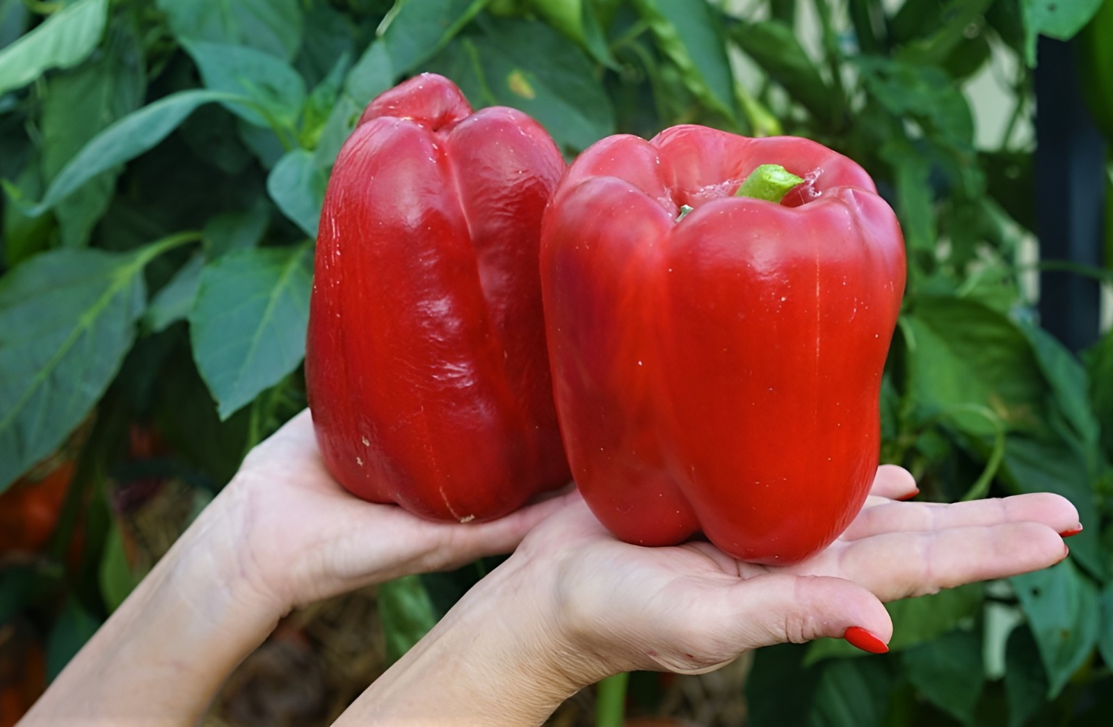 75 Gigantic Chinese Bell Pepper – HUGE 5-6 Inch 1/2LB Very Sweet Heirloom Pepper