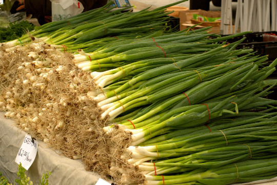 Evergreen White bunching onion {Allium cepa} Heirloom NON-GMO 200+seeds
