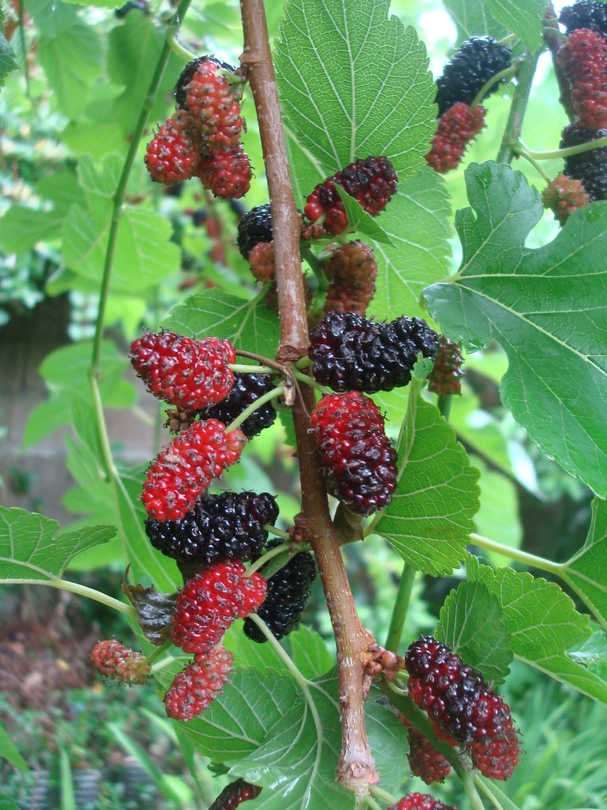 70+ Mulberry Tree Seeds 2025 Fresh Seeds Non GMO Organic