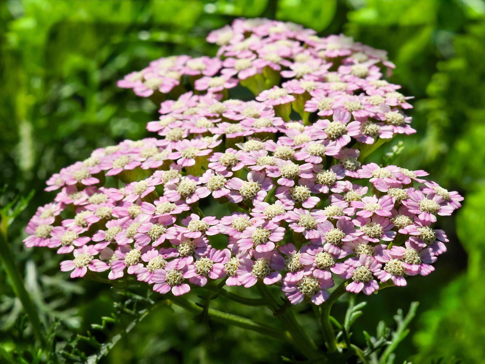 50 LOVE PARADE YARROW Achillea Sibirica Camtschatica Pale Pink Flower Seeds