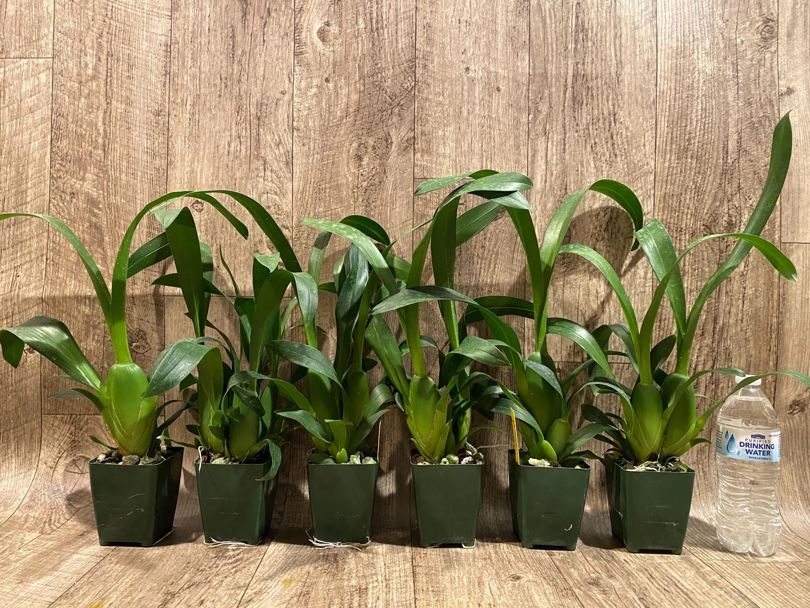 Fragrant – Miltassia Charles M. Fitch ‘Izumi’ (BS, 3.5″ pot)
