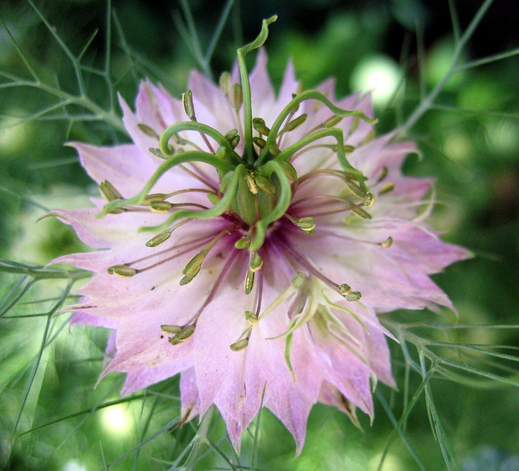 Nigella Damascena – Love in the MIst – Jewels Rose seed