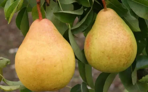 25+ Moonglow Pear Seeds for Garden Planting – USA – FREE SHIPPING!