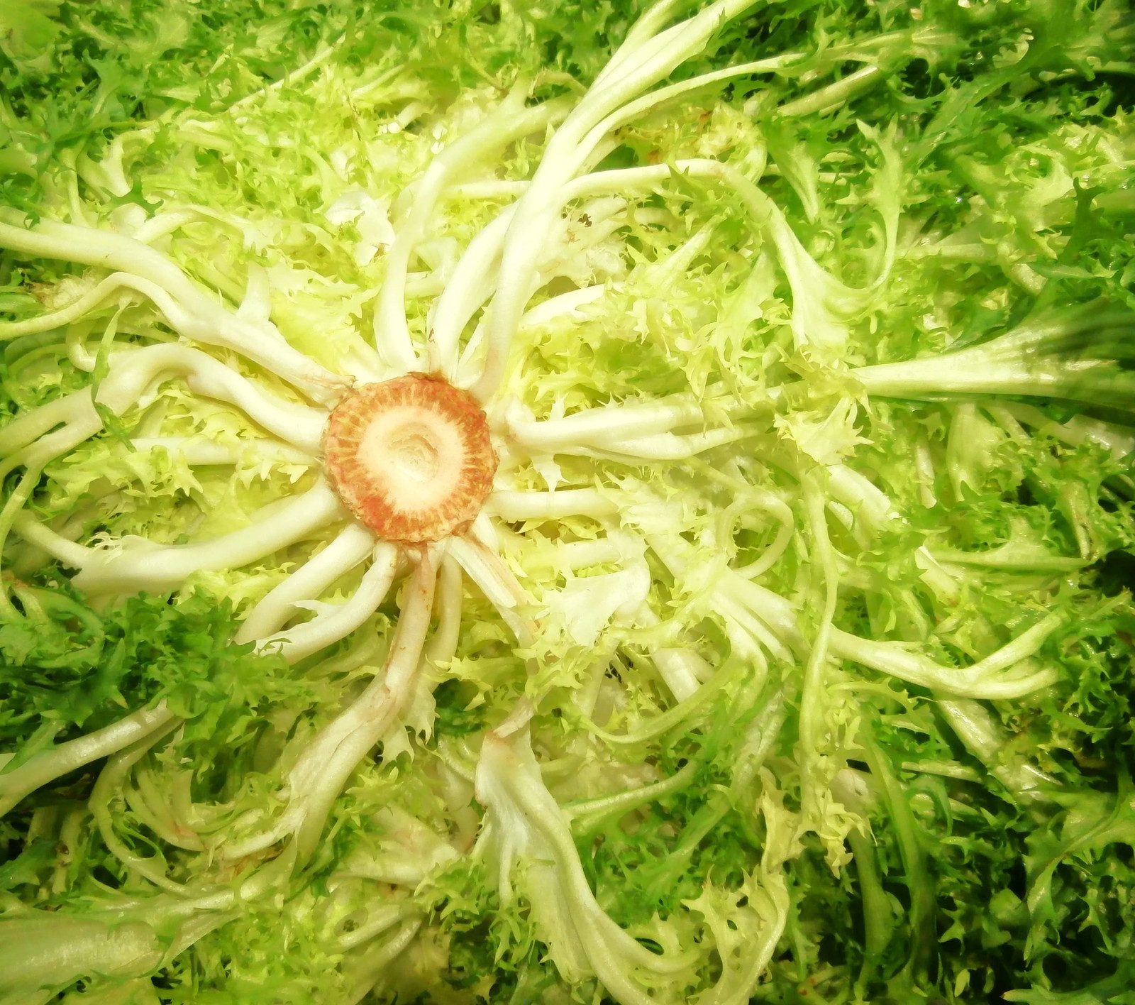 Frisee Endive Seeds | Curly Yellow Green French Chicory Seed 2025 Fast Shipping