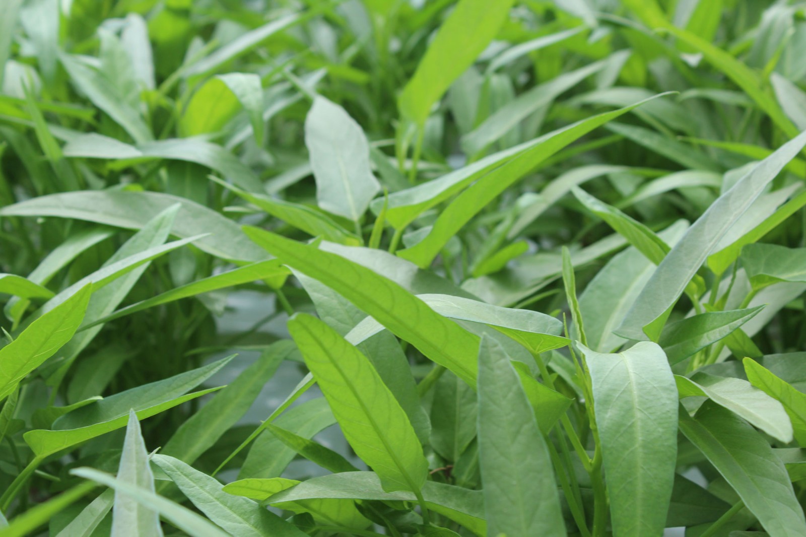 Kolmi Shak Seeds ( 20 Grams ) Water Spinach seeds, Indian Water Spinach