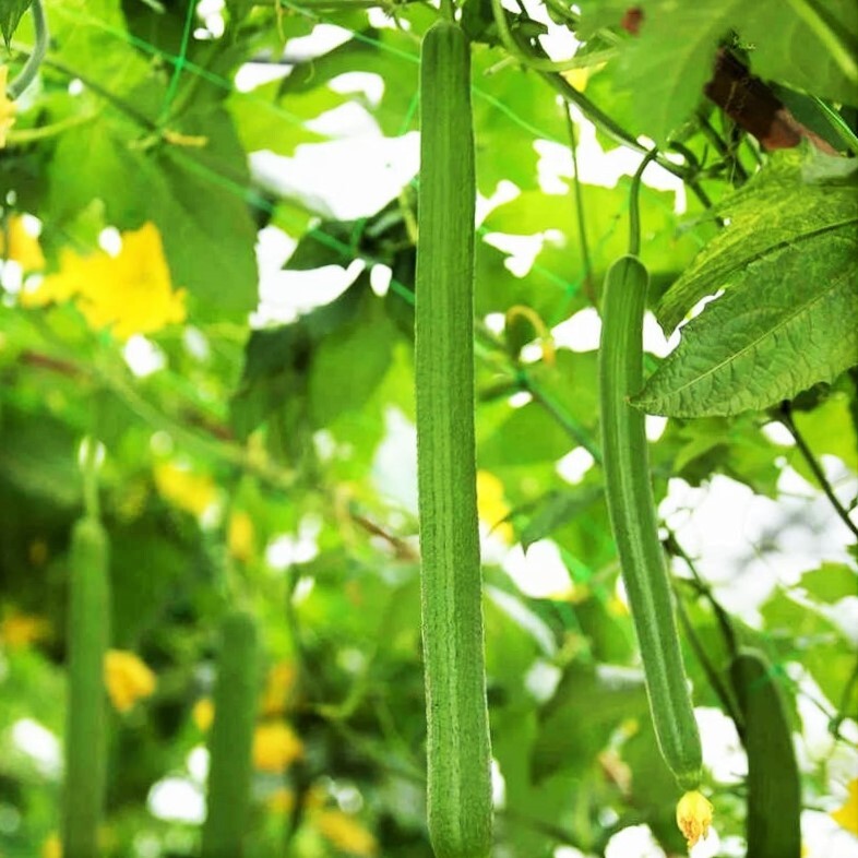 Emerald Luffa Gourd Seeds | Smooth Long Loofah Snake Melon USA Asian Seed 2024