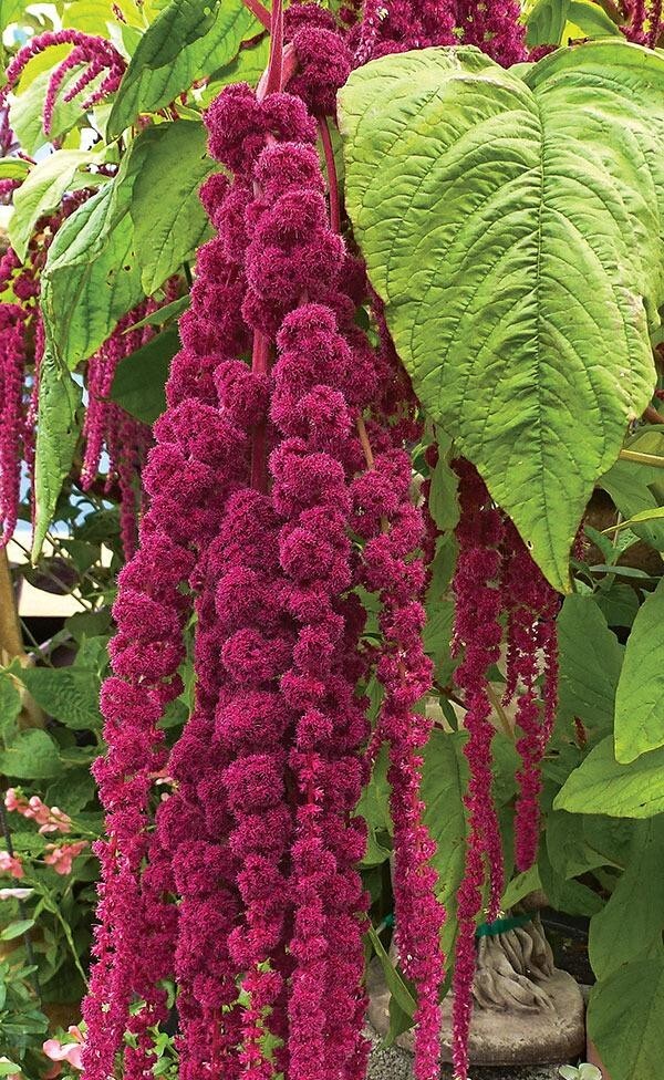 5000+ Love Lies Bleeding Amaranthus Seeds – Drought Tolerant – Dried Flowers