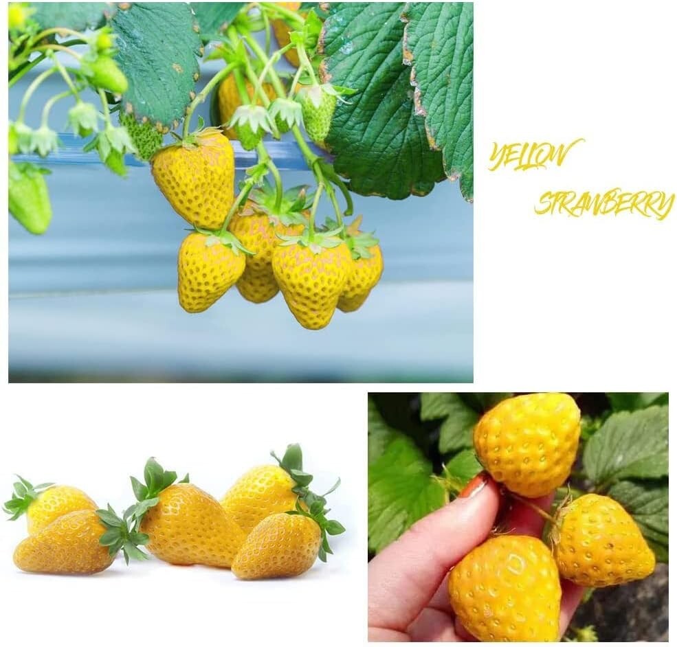 400+ Heirloom Non-GMO Mixed Strawberry Seeds – Sweet Red, Blue, White & Yellow