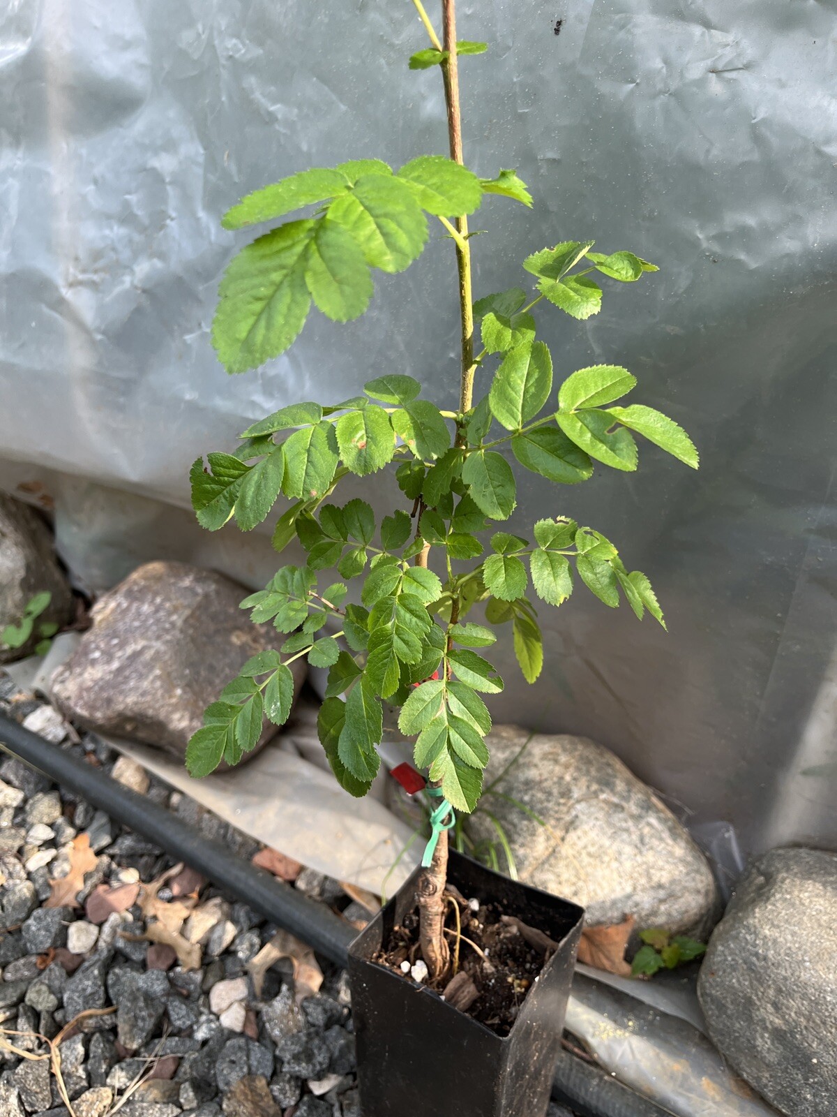 Ivan’s Belle (Granatnaya) Grafted Mountain Ash Hybrid 2-3 ft tall