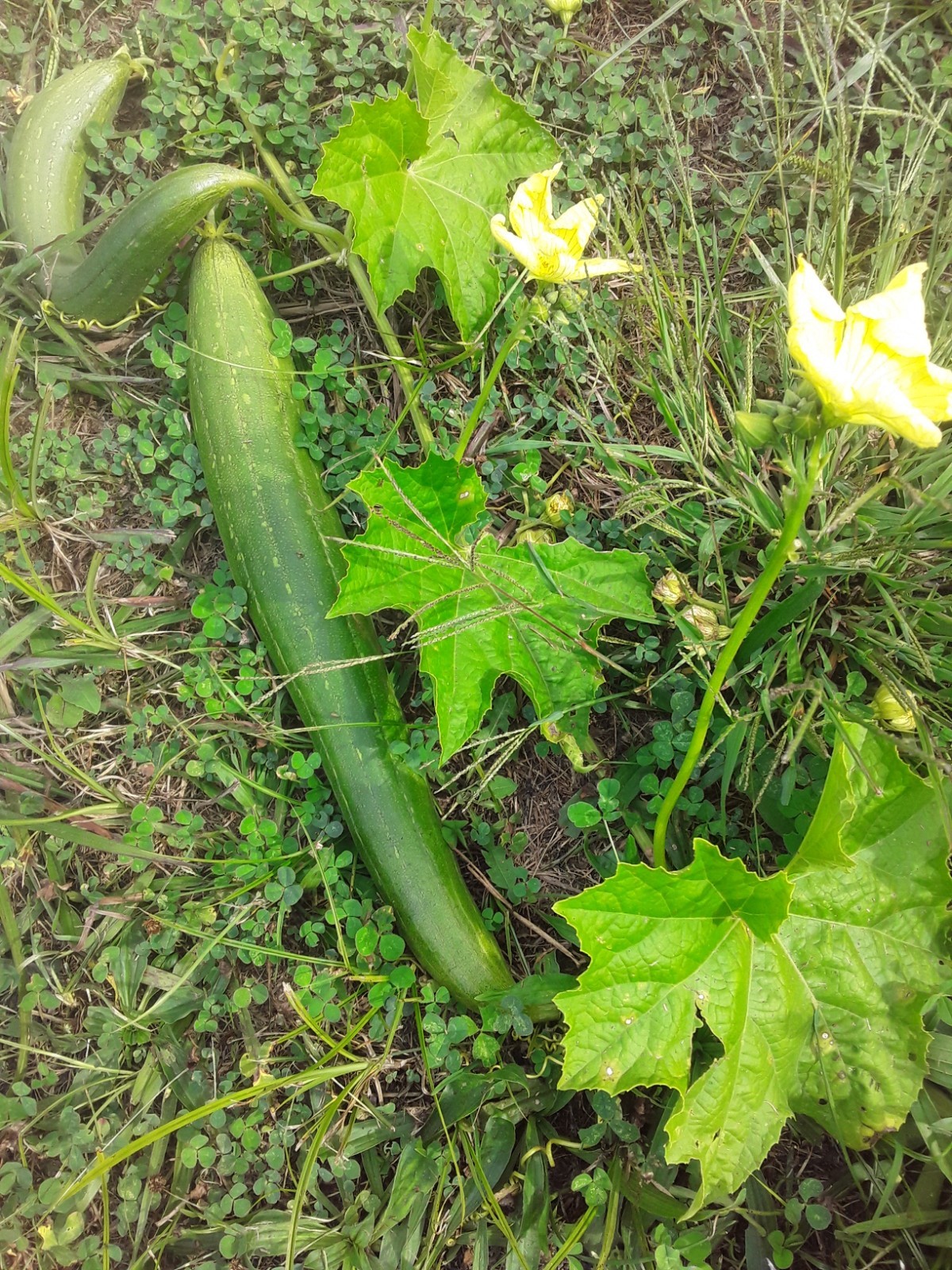 Luffa Sponge Gourd Seeds (10pc)/ Vegetable Sponge