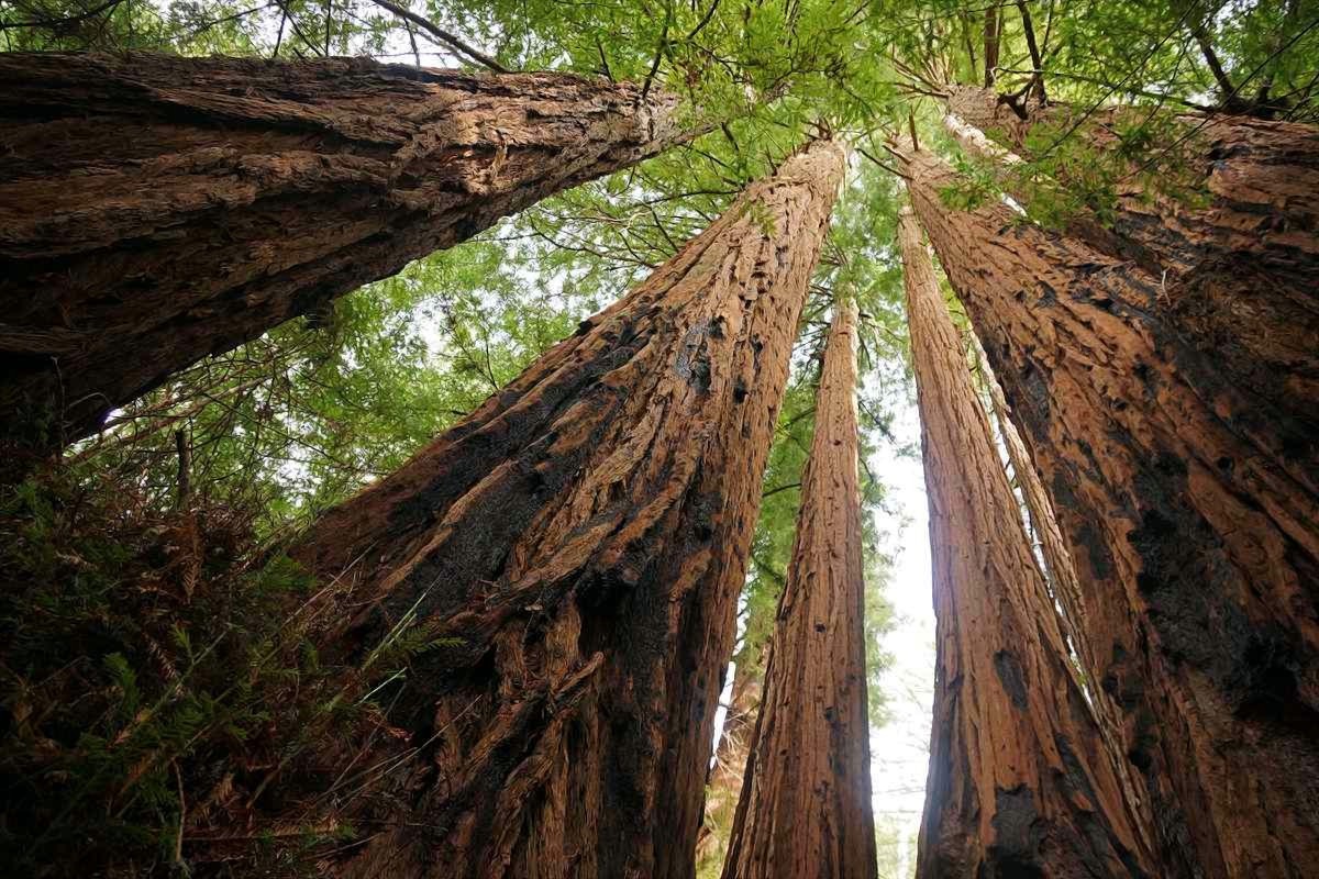 20 California Coast Redwood Seeds Giant Sequoia Bonsai TALLEST TREE in the WORLD