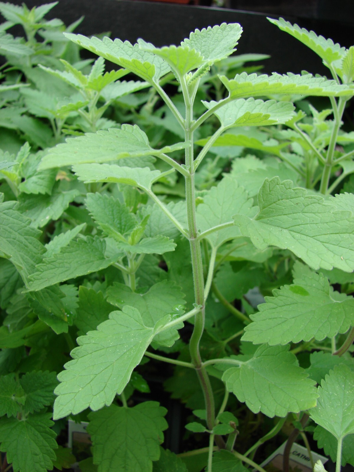1000 Catnip Seeds – Nepeta cataria Seeds – Medicinal Herb – Cat Friendly!