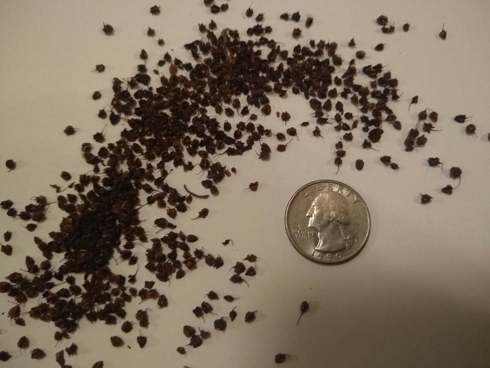 Yellow Dock Seed ~ Rumex crispus ~ 500 to 12oz bulk